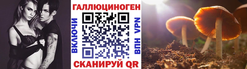 продажа наркотиков  Сегежа  Галлюциногенные грибы Cubensis 